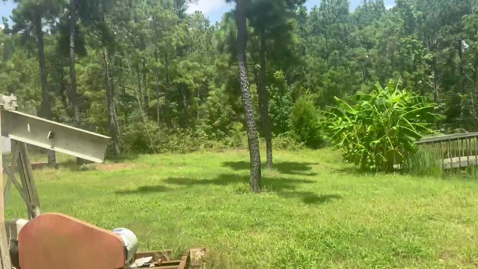 Open mowed clearing framed by pines, a future glamping site