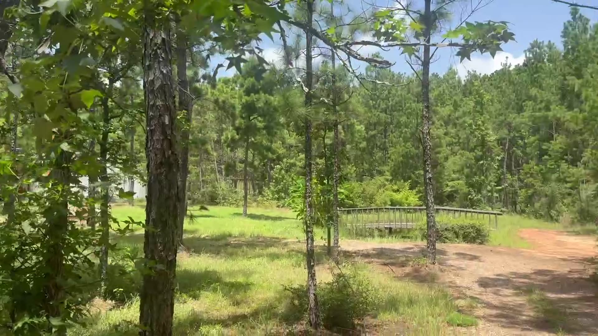 Sunlit meadow ringed by tall East Texas pines at The PI Acres