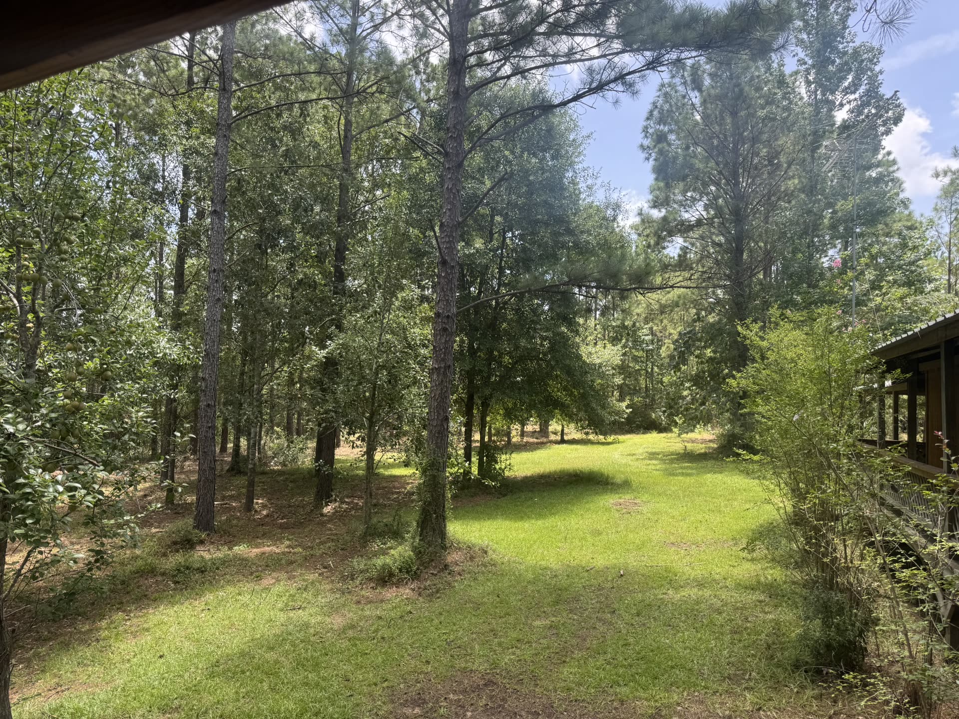 Mowed green corridor running between the cabin and the pine woods