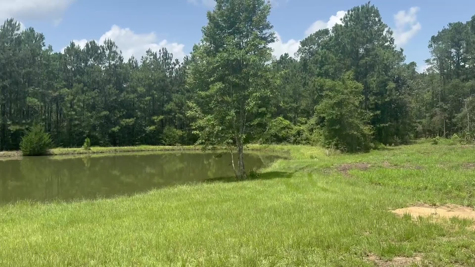 Open grassy meadow with room to run