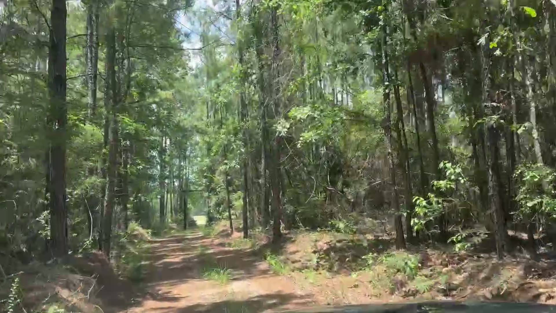 Sandy trail winding away through tall pine timber
